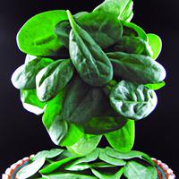 Fresh baby spinach leaves