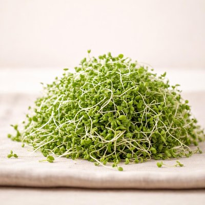 Baby broccoli sprouts