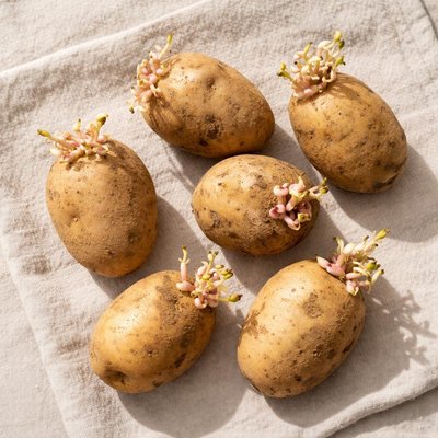 Potato sprouts