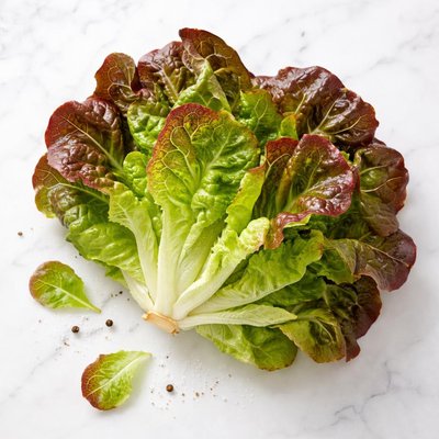 Red-tipped lettuce